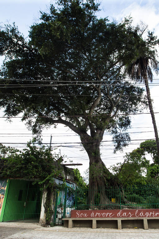 Figuieira das Lágrimas tem idade estimada de 240 anos