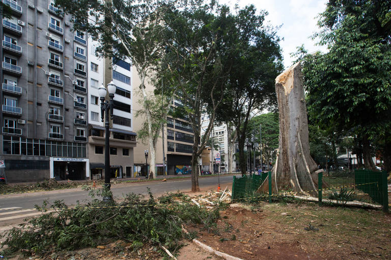 Tronco de chichá, árvore centenária que caiu no largo do Arouche