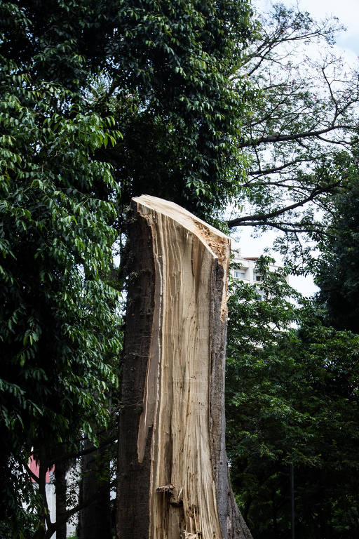 Chichá de 200 anos não resistiu ao vendaval de 60 km/h