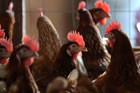 Brasil confirma 1º foco de gripe aviária em granja comercial e decreta emergência por 60 dias