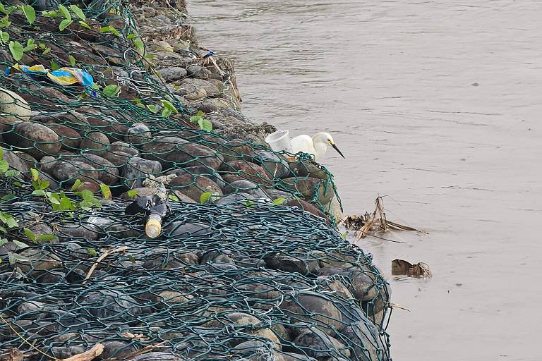 Gaivota na margem do rio Esmeraldas, no Equador, atingido por um vazamento de petróleo