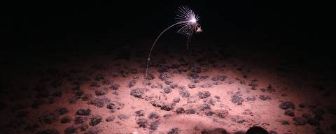 A handout image made available by the National Oceanography Centre on July 24, 2023, shows a carnivorous sponge, Axoniderma mexicana, photographed during a recent expedition to the NE Pacific abys and found in the Clarion-Clipperton Zone (CCZ), has shown it is not just rich with life -- with one study finding some 5,000 species previously unknown to science -- but also far more complex than previously thought. That raises further questions about controversial proposals, currently being discussed at international talks in Jamaica, to mine the CCZ for the rock-like nodules. Once thought of as almost an underwater desert, the vast abyssal plain stretching between Hawaii and Mexico has been scoured by scientists as mining firms eye mineral-rich 