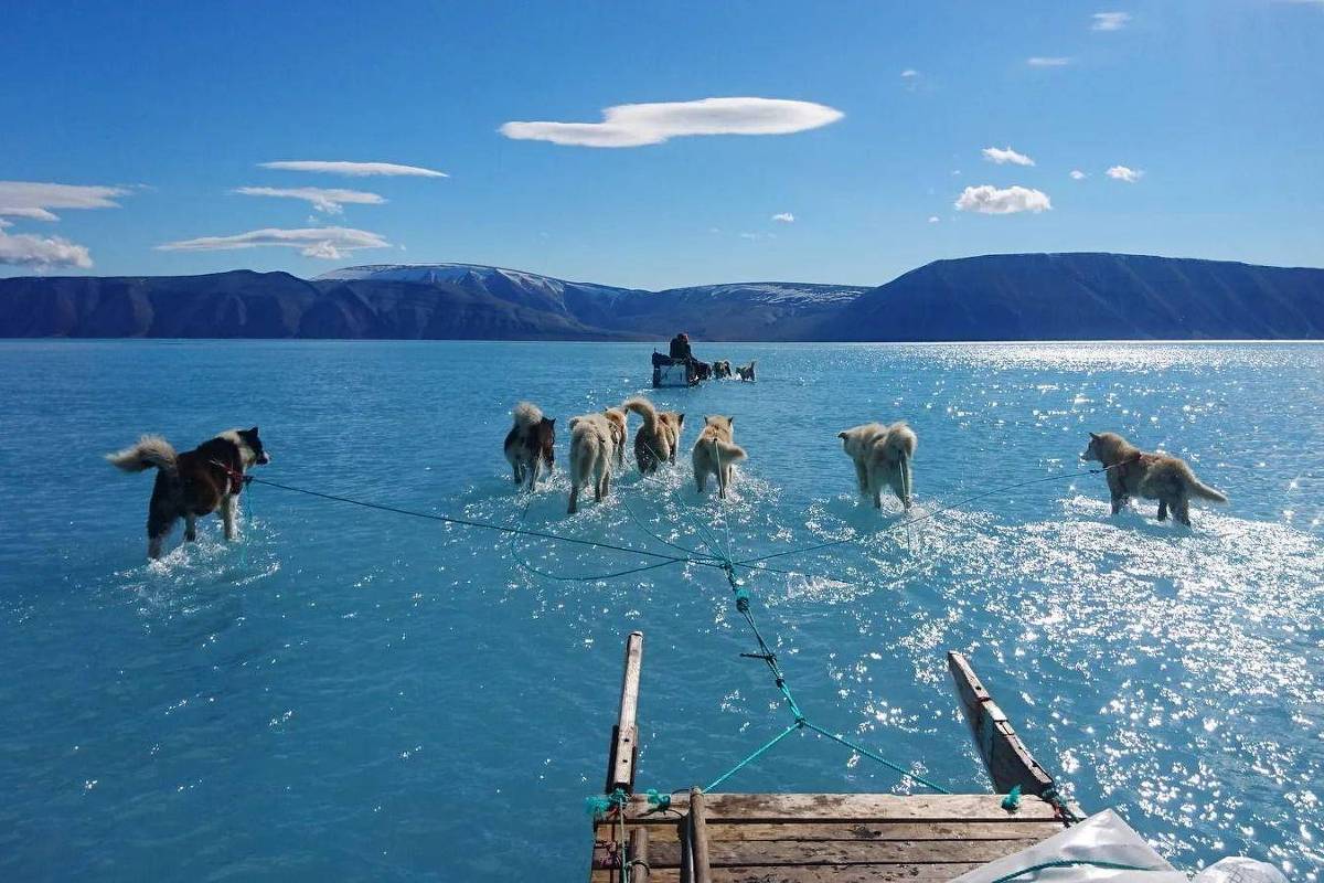 'Gelo derreteu sob nossos pés': a dramática foto de huskies correndo sobre água que revela rápido degelo da Groenlândia