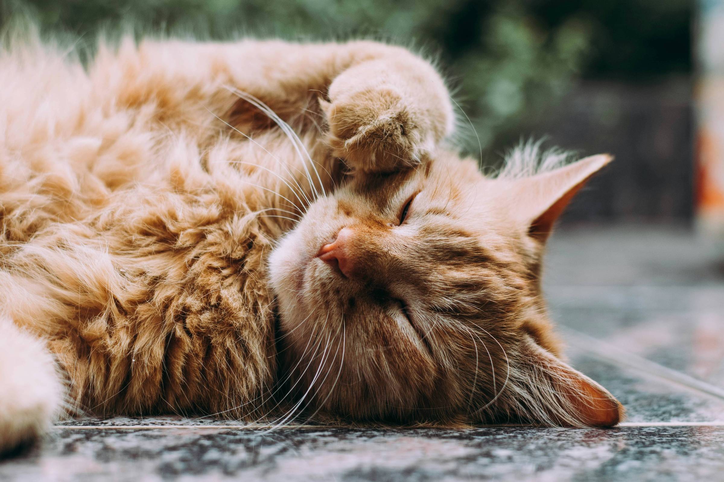 Petrópolis inaugura Museu do Gato, com obras que homenageiam felinos