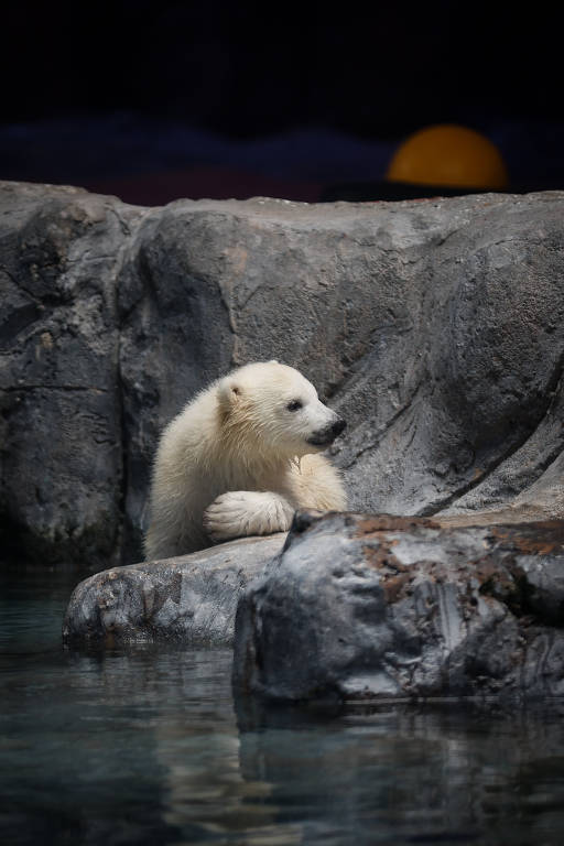 Nur, a filhote de urso polar nascida no Aquário de SP