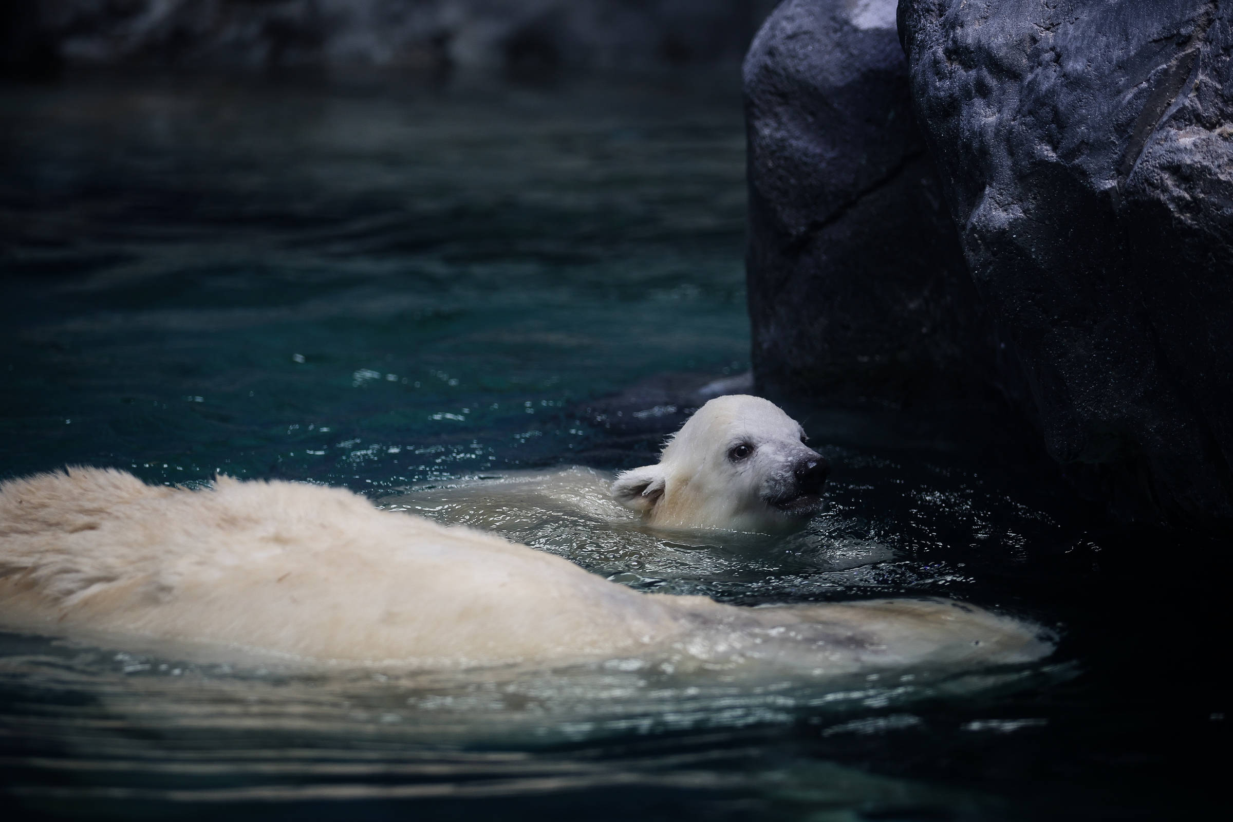 Conheça Nur, a ursa polar que nasceu no Aquário de São Paulo