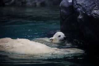 Ursa polar Nur
