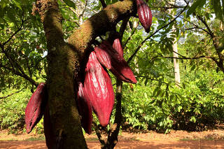 FILE PHOTO: A cocoa tree bearing fruit is seen in a plantation in a farm in Medicilandia