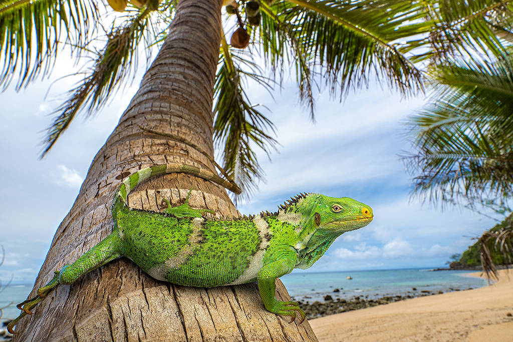 Ancestral de iguana flutuou por 8.000 quilômetros da América do Norte até Fiji