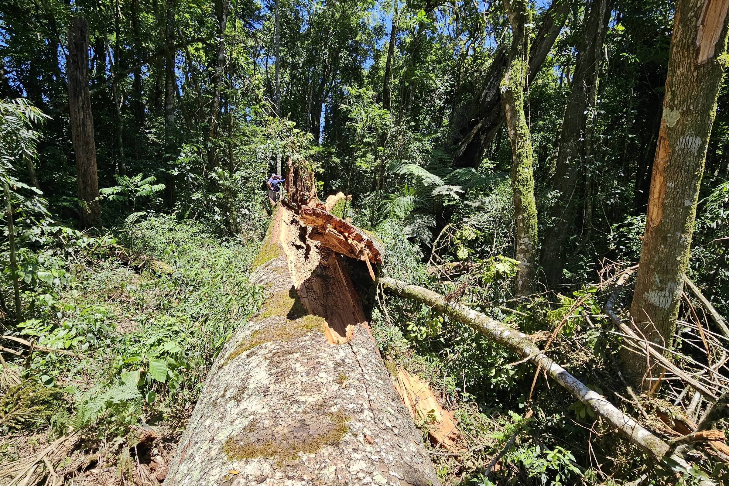 Embrapa faz clones de araucária de 700 anos que caiu em vendaval no interior do Paraná