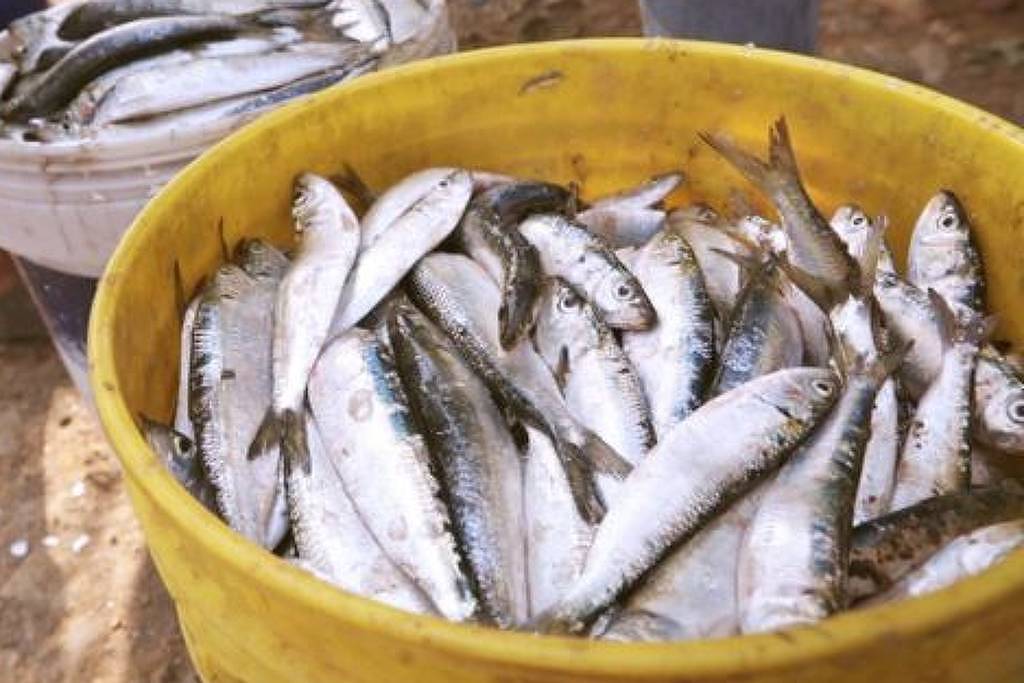 Com preços em alta, sardinha vira o bacalhau da Páscoa