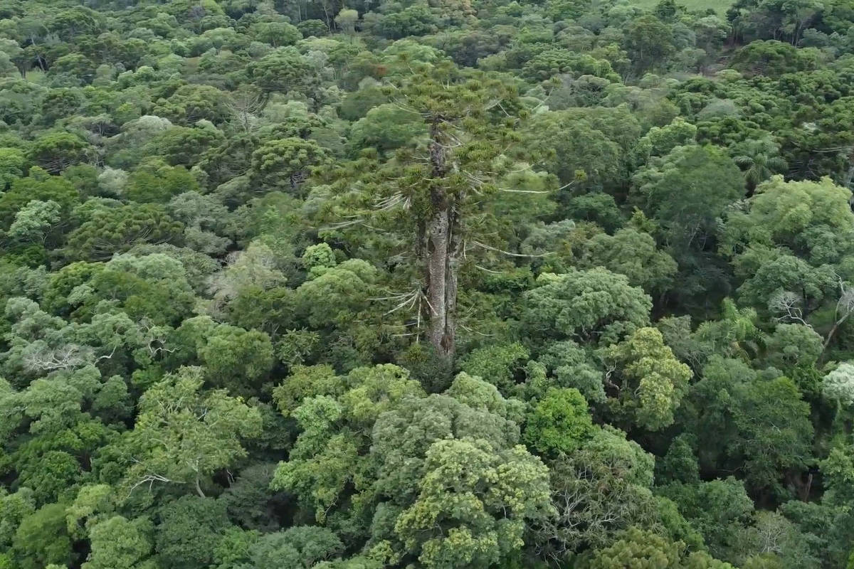 Embrapa faz clones de araucária de 700 anos que caiu em vendaval no interior do Paraná