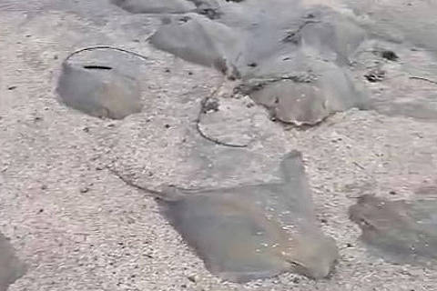 Dezenas de arraias 'beiço de boi' são encontradas mortas em praia de Maragogi, AL. Foto: Reprodução DIREITOS RESERVADOS. NÃO PUBLICAR SEM AUTORIZAÇÃO DO DETENTOR DOS DIREITOS AUTORAIS E DE IMAGEM