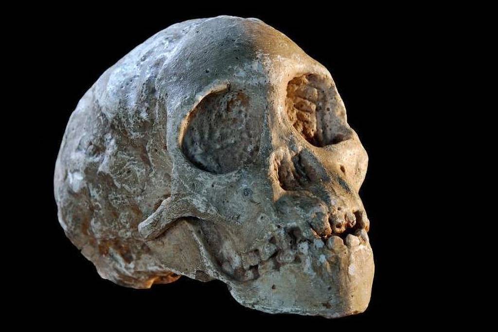 O menino de Taung, o fóssil que mudou a história ao provar que os humanos se originaram na África