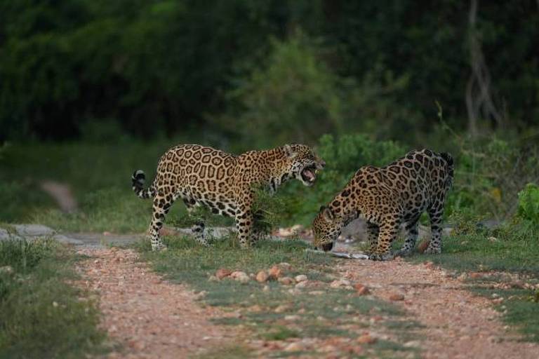 Parasita que pode infectar humanos é detectado pela primeira vez em onças no pantanal