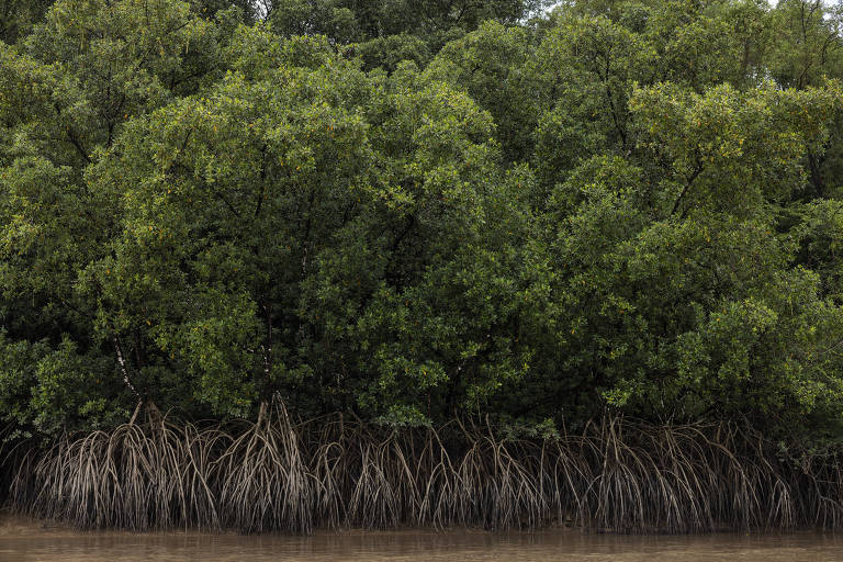 A imagem mostra uma densa vegetação de manguezais， com árvores de folhas verdes escuras e raízes expostas que se estendem para fora do solo， parcialmente submersas em água. O fundo é composto por um ambiente natural， com um tom de água marrom claro.