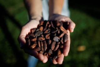 Cocoa plantation in Brasilia