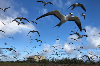 Bird life thriving within the Johnston Atoll National Wildlife Refuge