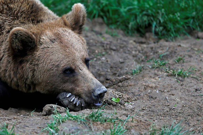 A imagem mostra um urso pardo deitado no chão, com a cabeça apoiada em suas patas dianteiras. O urso tem pelagem marrom e parece estar em um ambiente natural, com grama verde ao fundo e solo exposto ao redor.