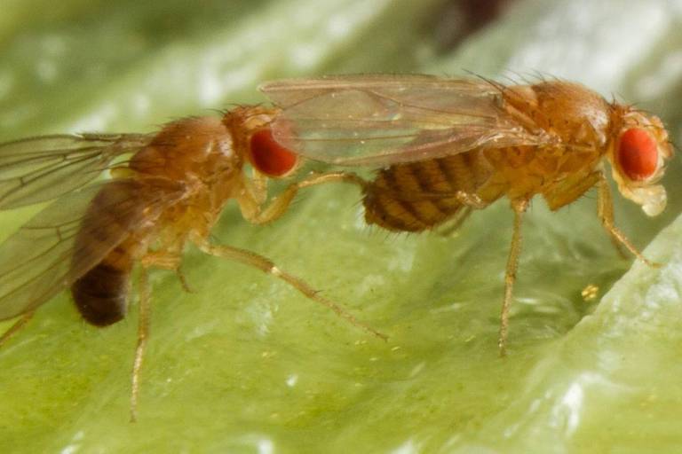A imagem mostra duas moscas-das-frutas， com corpo marrom claro e olhos vermelhos， pousadas sobre uma superfície verde. As moscas têm asas transparentes e estão posicionadas próximas uma da outra.