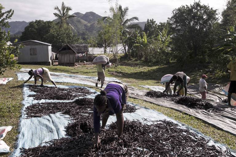 Outro país africano na mira de Trump é Madagascar, uma das nações mais pobres do mundo, com um PIB per capita de apenas US$ 506, de acordo com o Banco Mundial. A ilha é a principal exportadora mundial de baunilha, uma cultura que precisa ser polinizada manualmente e só cresce bem em países tropicais. Madagascar exportou US$ 143 milhões (R$ 814,53 milhões) em baunilha para os EUA em 2023, de acordo com a OEC, o segundo maior item depois do níquel.