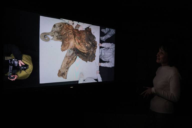 Fóssil do mamute Iana foi submetido a uma necrópsia em março deste ano no Museu do Mamute de Yakutsk, na Rússia