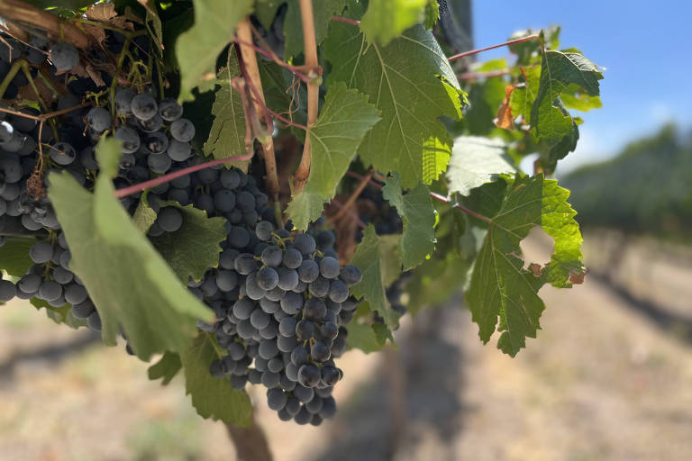 A imagem mostra um cacho de uvas escuras pendurado em uma videira, cercado por folhas verdes. O fundo apresenta um campo de vinhedo com outras videiras ao longe sob um céu claro e ensolarado.