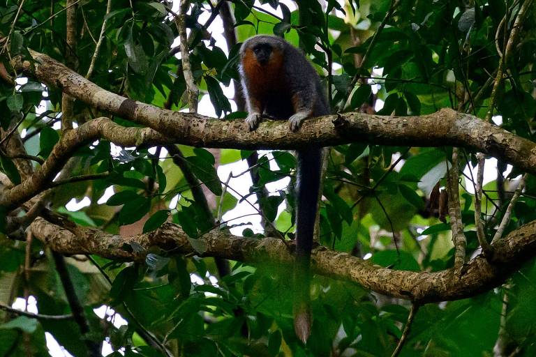 Comunidade em MT cria projeto para salvar macacos isolados por desmatamento e usina