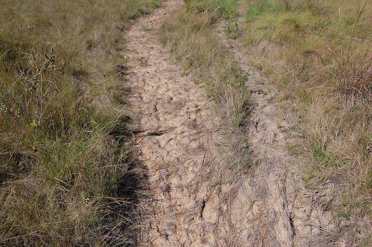 Moradias temporárias que os Massaco constroem com folhas de palmeira de babaçu