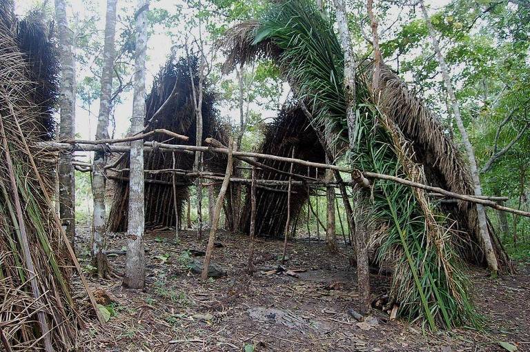 A palmeira de babaçu é nativa da Floresta Amazônica