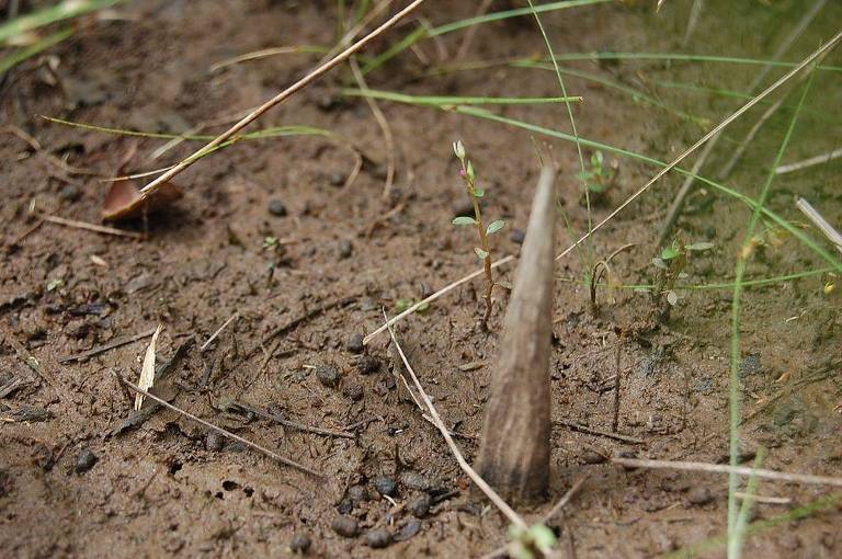 Nas trilhas, é possível encontrar estas armadilhas