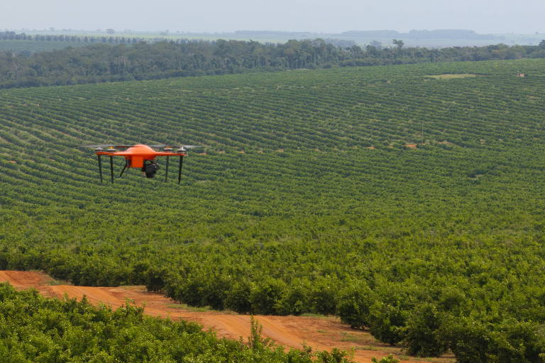Menor safra de laranja desde 1989 termina com queda de 25% em SP e MG