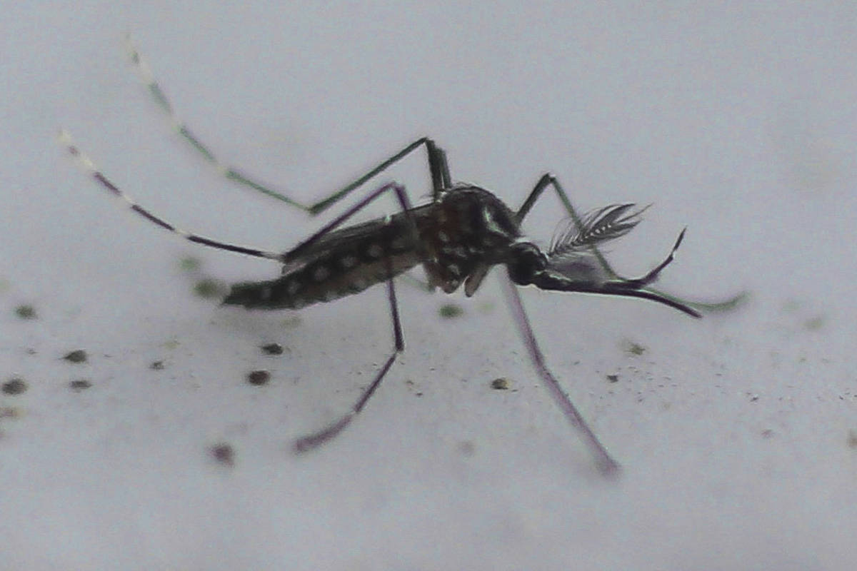 Estado de São Paulo registra mil mortes por dengue em 2025