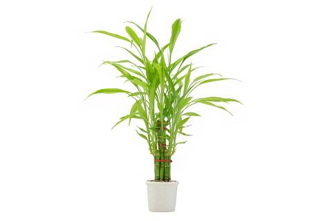 Ribbon dracaena, Lucky bamboo, Belgian evergreen, Ribbon plant on white background with clipping path 
( Foto: SURIYAWUT / adobe stock ) DIREITOS RESERVADOS. NÃO PUBLICAR SEM AUTORIZAÇÃO DO DETENTOR DOS DIREITOS AUTORAIS E DE IMAGEM