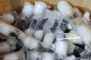 Samples of garden ants concealed in syringes are presented to court as two Belgian nationals, a Vietnamese and a Kenyan national appeared for the hearing of their case, in Nairobi