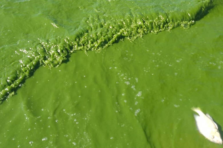 A imagem mostra uma superfície de água coberta por uma camada espessa de algas verdes. As ondas da água estão visíveis, criando um efeito de ondulação na superfície. Algumas partes da água estão mais claras, possivelmente indicando a presença de peixes ou outros organismos subaquáticos.