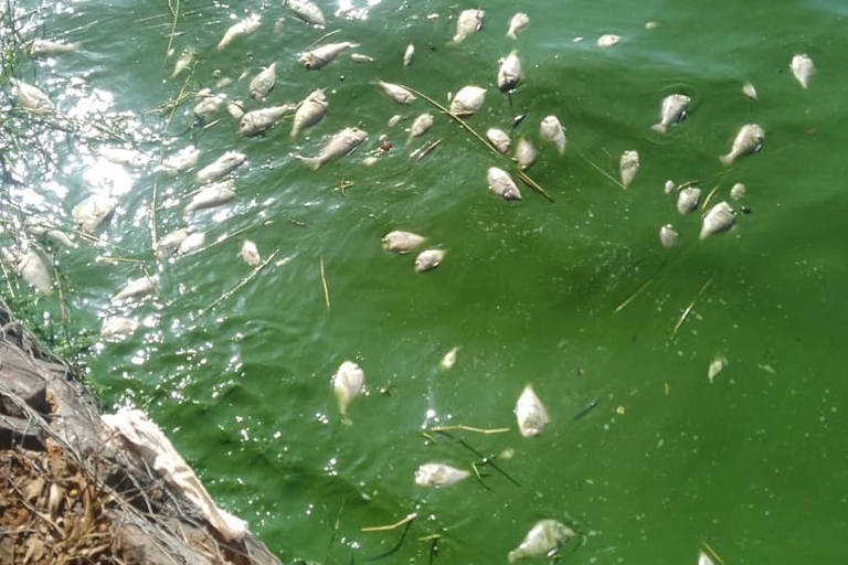 A imagem mostra uma área de água verde, onde vários peixes mortos flutuam na superfície. A água reflete a luz do sol, criando um brilho na superfície. Na borda da imagem, há uma margem de pedras e vegetação seca.