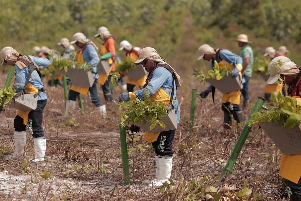 Desconfiança com créditos de carbono faz mercado preferir projetos de restauro florestal