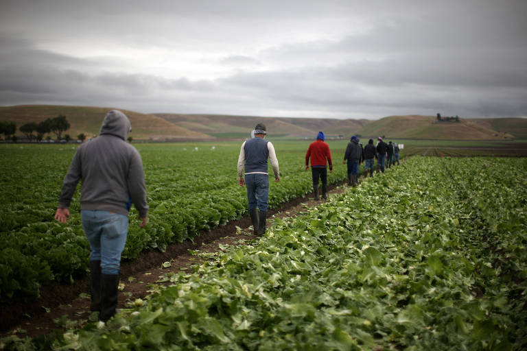 Falta de imigrantes preocupa agro, hotéis e restaurantes nos EUA, e Trump sugere recuo