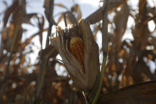 BRAZIL-BRASILIA-CORN HARVEST