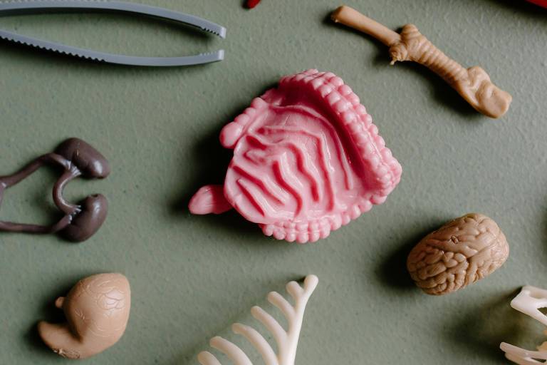 A imagem apresenta uma variedade de modelos anatômicos em miniatura dispostos sobre uma superfície verde. Entre os itens, destaca-se uma peça rosa que representa uma parte do sistema digestivo, possivelmente um intestino. Também estão visíveis rins em tom marrom, uma estrutura óssea branca, e outros modelos que parecem representar diferentes órgãos e partes do corpo humano. Ferramentas de pinça em cinza estão localizadas na parte superior da imagem.