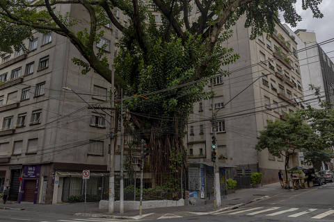 SAO PAULO, SP - 14/04/2025 - O corte de uma árvore que fica no Edifício Três Américas, na Vila Buarque, tem causado polêmica. O prédio solicitou o corte, mas alguns moradores foram contra e conseguiram impedir a retirada da árvore que fica em frente ao prédio. Agora prefeitura fará vistoria no local.  . (Foto: Danilo Verpa/Folhapress, COTIDIANO)