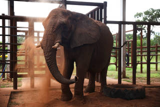 African elephant Pupy's 2,700 km journey to a new life in Brazil from Argentina's zoo