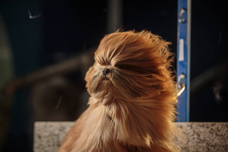 A imagem mostra um cachorro de pelagem longa e fofa, com o pelo sendo agitado pelo vento. O fundo é desfocado, mas parece haver uma estrutura azul ao fundo. O cachorro tem uma expressão tranquila, com os olhos quase fechados, e seu pelo está em movimento, criando um efeito visual interessante.