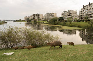 A capybara family with babies near an artificial lake in Nordelta, a gated community north of Buenos Aires on March 22, 2025. (Anita Pouchard Serra/The New York Times)