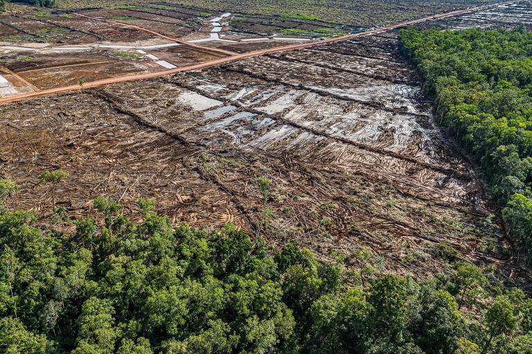 Plano alimentar da Indonésia pode gerar desmatamento em massa, criticam ambientalistas