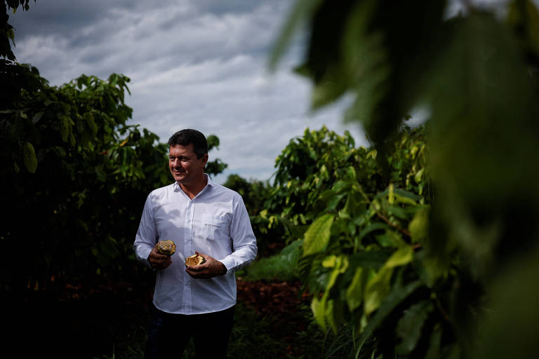 Candidato a 'Rei do Cacau' quer revolucionar setor com mega fazenda no Brasil