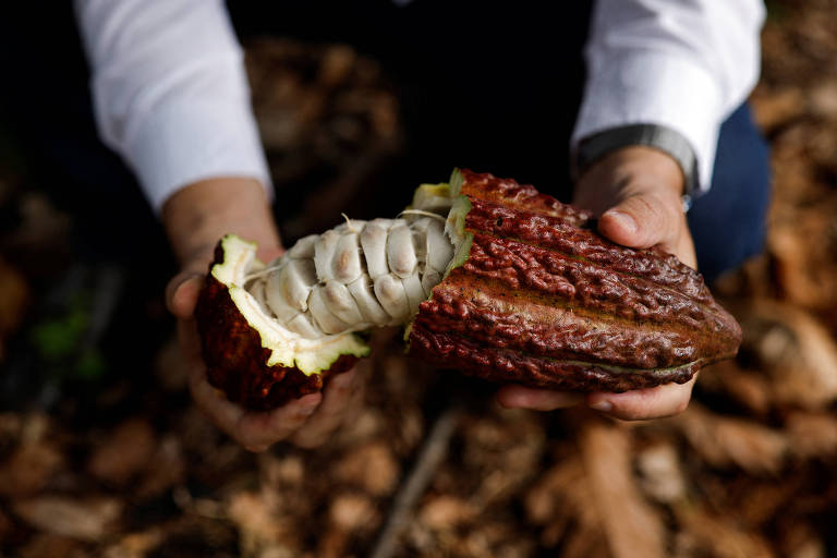 A imagem mostra uma pessoa segurando um fruto de cacau cortado ao meio. O exterior do fruto é marrom e rugoso, enquanto o interior revela uma polpa branca e sementes. O fundo é composto por folhas secas e a pessoa está vestindo uma camisa branca.