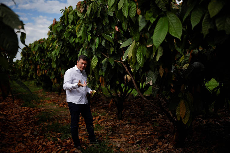 Um homem em uma plantação de cacau, cercado por árvores de cacau com folhas verdes. Ele está segurando algo na mão e parece estar observando as plantas ao seu redor. O chão está coberto por folhas secas e há um céu parcialmente nublado ao fundo.