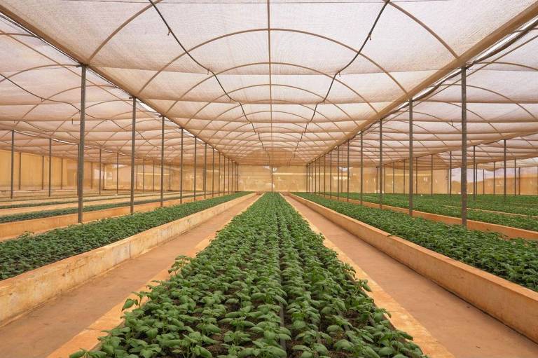A imagem mostra o interior de uma estufa de cultivo, com fileiras de plantas verdes dispostas em canteiros ao longo do chão. O teto da estufa é feito de material translúcido, permitindo a entrada de luz natural, e as paredes são de uma cor clara. O ambiente é bem iluminado e organizado, com um espaço amplo entre as fileiras de plantas.